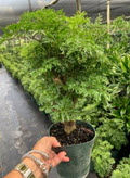 6" Aralia Ming 